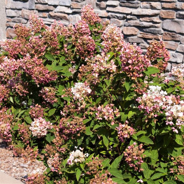 First Editions&reg; Tickled Pink&reg; Panicle  Hydrangea