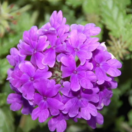 Superbena&reg; Dark Blue Verbena