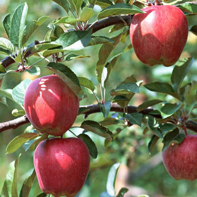 Gala Apple Tree