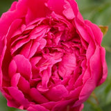 Felix Supreme Peony