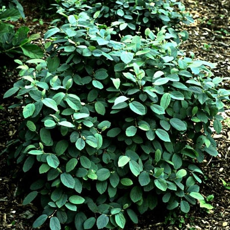 Mount Airy Fothergilla