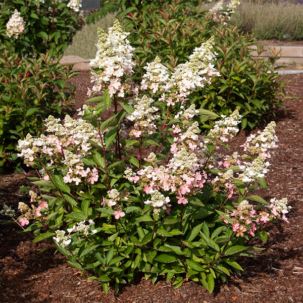 Lavalamp&trade; Flare&trade; Panicle Hydrangea