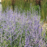 Russian Sage