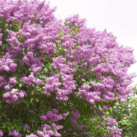 Pocahontas Lilac