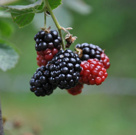 Red Mulberry Tree