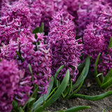 Purple Sensation Hyacinth