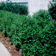 North Privet Hedge