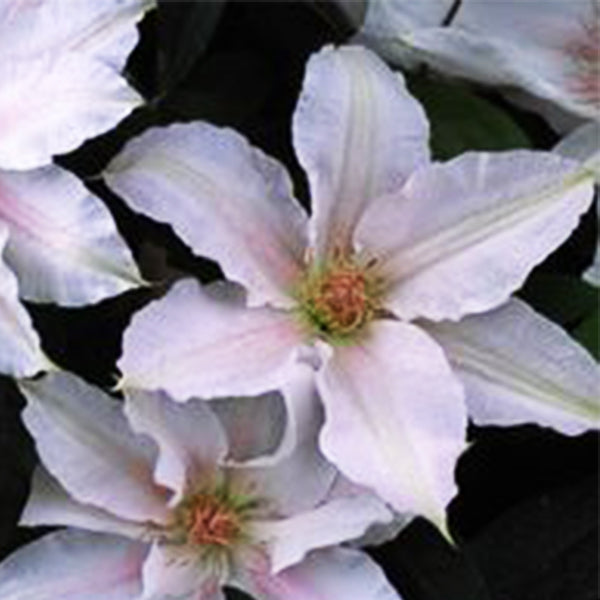 Boulevard&reg; Chantilly&trade; Clematis