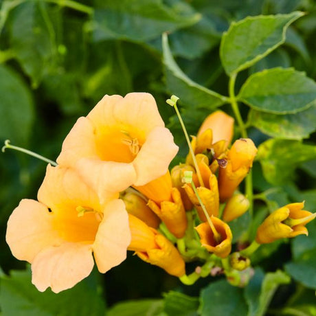 Yellow Trumpet Creeper