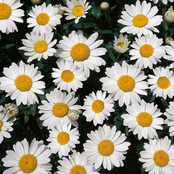 Snowcap Daisy