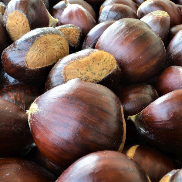 Dunstan Chestnut Trees