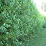 Willow Hybrid