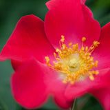 Easy Elegance&reg; Screaming Neon Red&trade; Rose