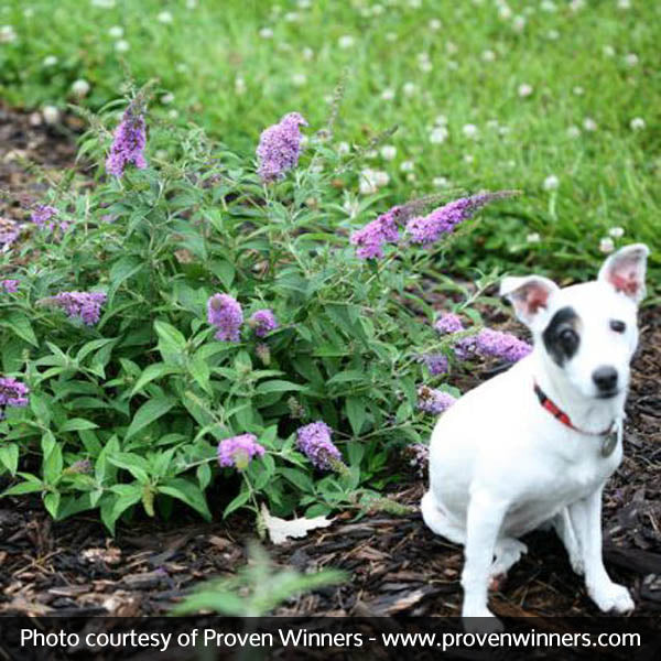 Lo & Behold&reg; Lilac Chip Butterfly Bush