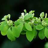 Clavey's Dwarf Honeysuckle