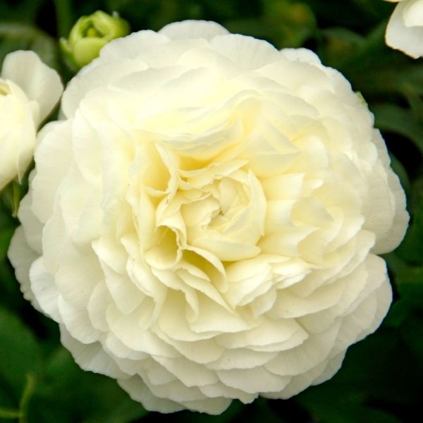 White Ranunculus