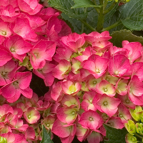 Cityline&reg; Paris Bigleaf Hydrangea