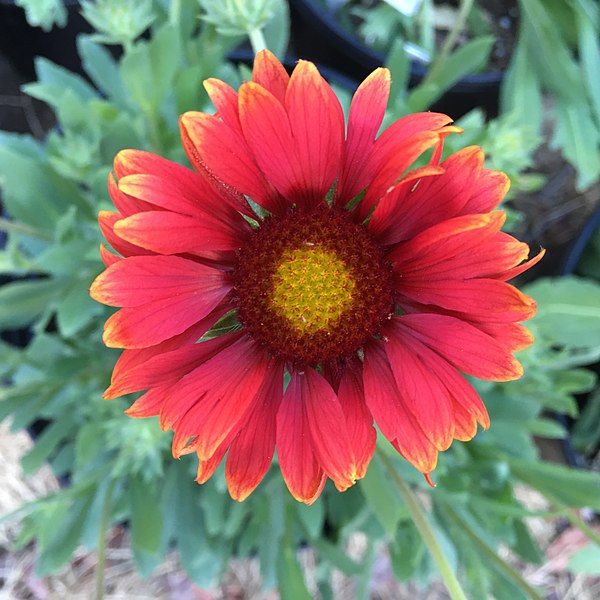 Arizona Red Shades Blanket Flower