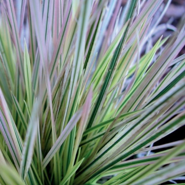 Northern Lights Tufted Hairgrass