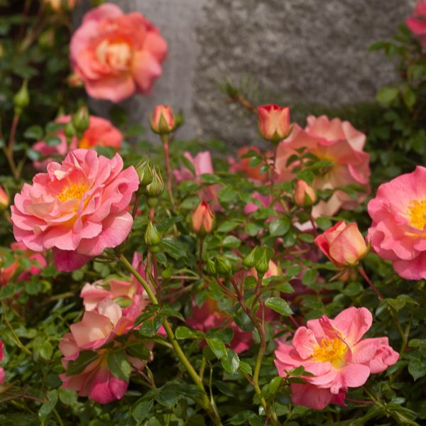 Oso Easy&reg; Strawberry Crush Shrub Rose