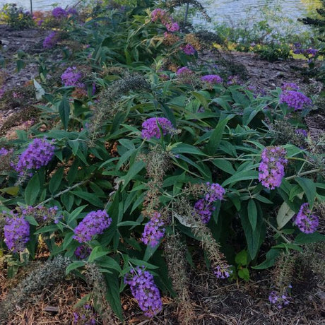 Lo & Behold&reg; Purple Haze Butterfly Bush