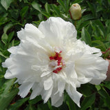 Duchesse de Nemours Peony