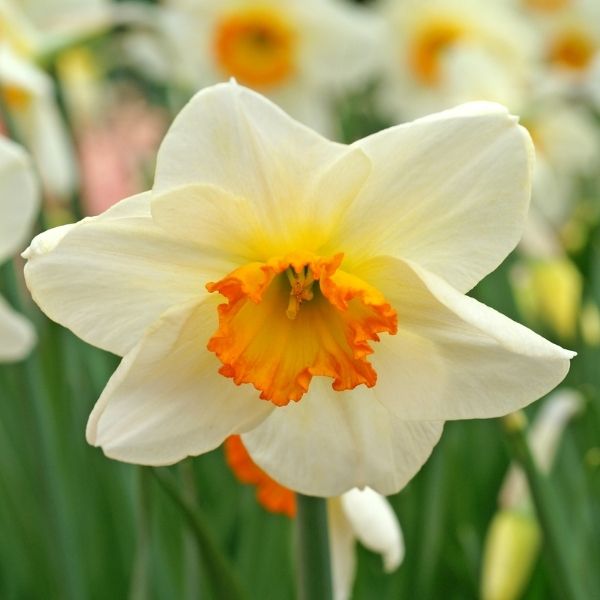 Flower Record Crocus