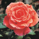 Tropicana Hybrid Tea Rose