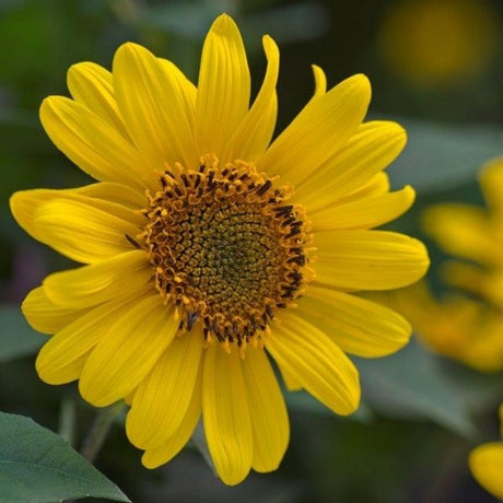 Suncatcher Sunflower