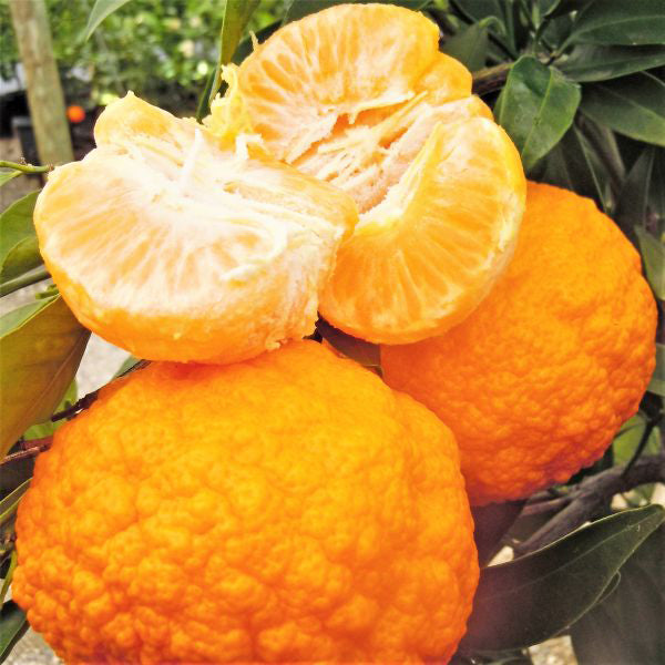 Gold Nugget Mandarin Tree