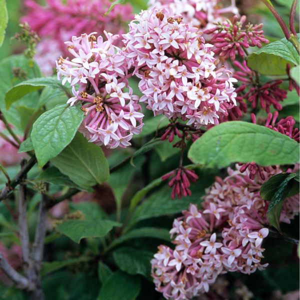 Miss Canada Lilac