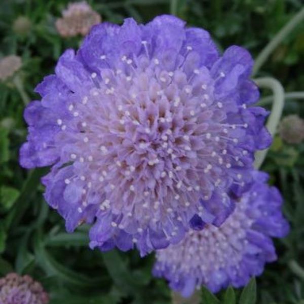 Butterfly Blue Scabiosa