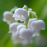 Lily of the Valley