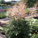 Hennie Graafland Astilbe