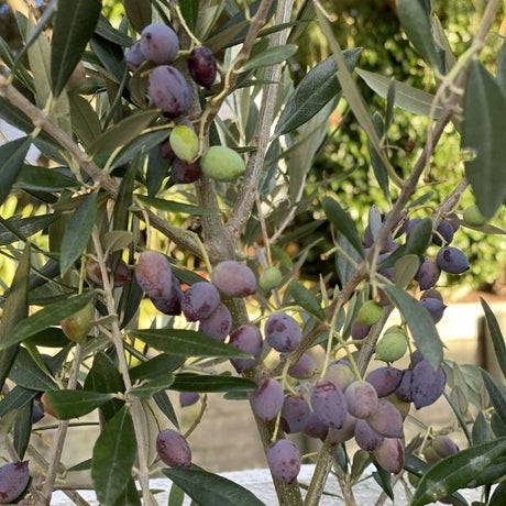 Frantoio Olive Tree