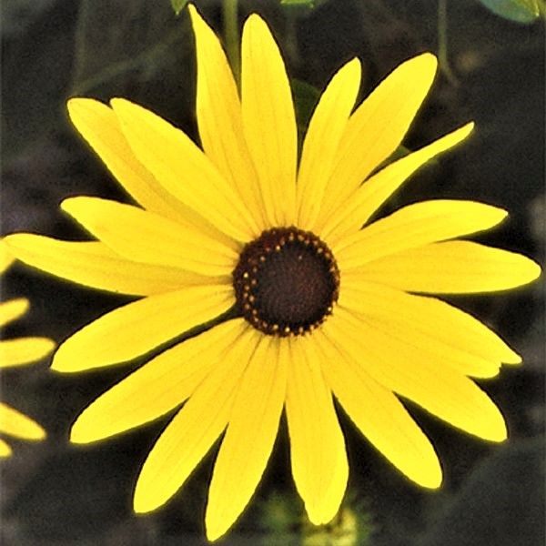 Sweet Black-Eyed Susan