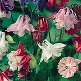 Biedermeier Columbine