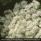 Snow Storm&trade; Spirea