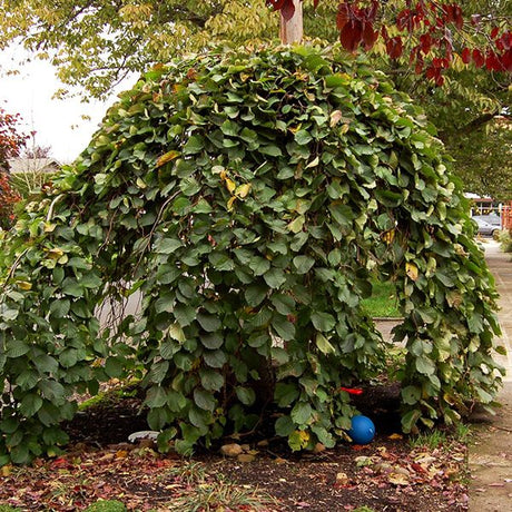 Camperdown Weeping Elm