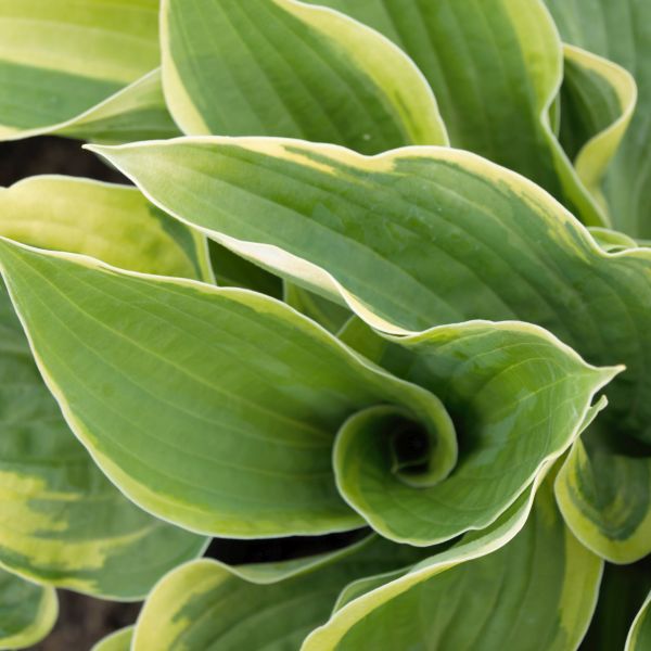 Wide Brim Hosta