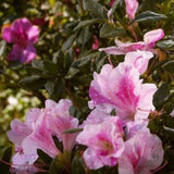 Encore&reg; Autumn Twist&reg; Azalea