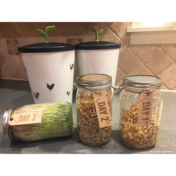 Scratch And Peck Cluckin Good Sprout - Ferment Starter Kit