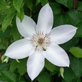 Henryi Clematis