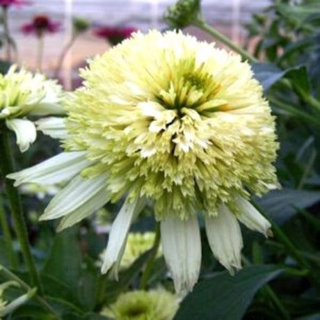 Cone-fection&trade; Meringue Coneflower