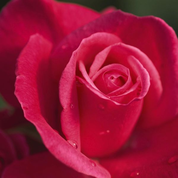 Easy Elegance&reg; Grandma's Blessing Rose