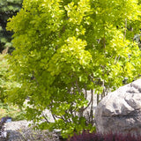 Golden Spirit Smokebush