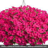 Supertunia Vista&reg; Fuchsia Petunia