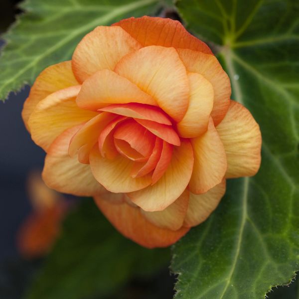 Apricot Illumination Begonia