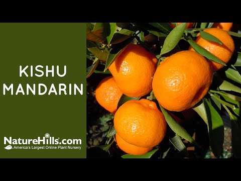 Kishu Mandarin Tree