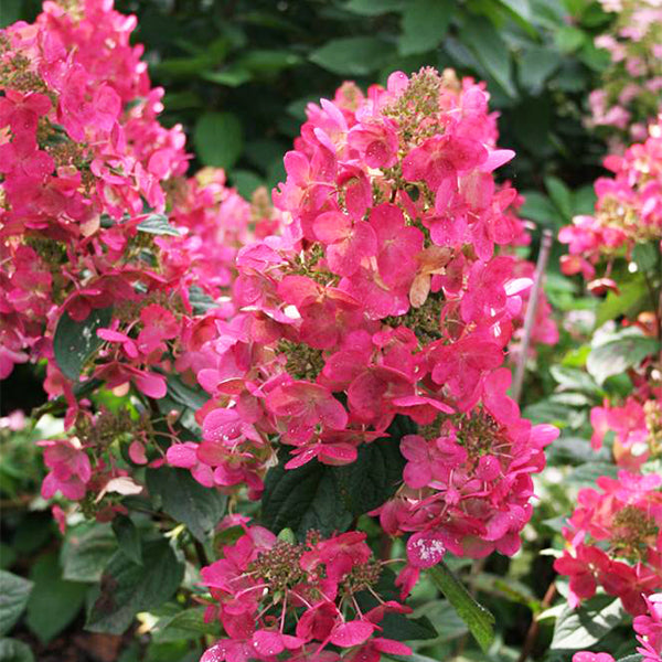 Magical Flame Panicle Hydrangea